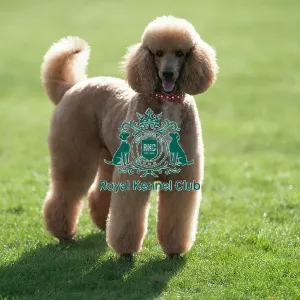 D-C-D-0-1-9-0 Crufts 2024 Reuben Poodle (Standard) D-C-D-0-1-9-0 Crufts 2024 Reuben Poodle (Standard)