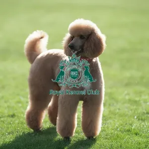 D-C-D-0-1-9-0 Crufts 2024 Reuben Poodle (Standard) D-C-D-0-1-9-0 Crufts 2024 Reuben Poodle (Standard)
