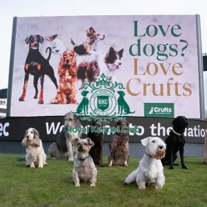 D-C-D-0-1-9-0 Crufts 2024 Sealyham Terrier Irish Wolfhound D-C-D-0-1-9-0 Crufts 2024 Sealyham Terrier Irish Wolfhound