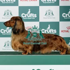 Dachshund (Long-Haired) Best of Breed Crufts 2026
