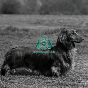 Dachshund-Longhaired Dachshund-Longhaired