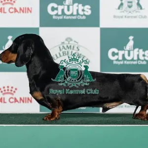 Dachshund (Min Smooth-Haired) Best of Breed Crufts 2026