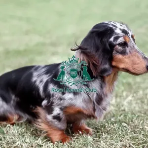 Dachshund (Miniature Long Haired) Dachshund (Miniature Long Haired)