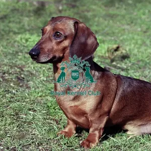 Dachshund (Miniature Smooth-Haired) Dachshund (Miniature Smooth-Haired)