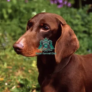 Dachshund (Smooth Haired) Dachshund (Smooth Haired)