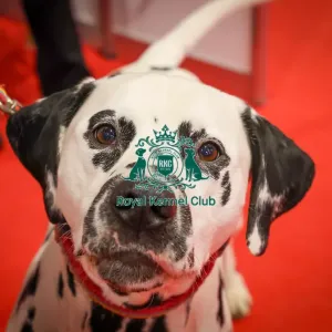 Dalmatian Discover Dogs