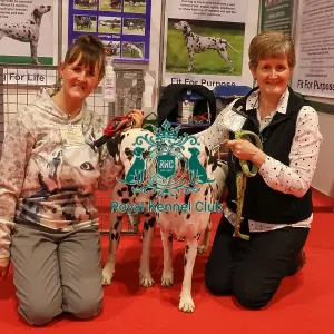 Dalmatians Discover Dogs with owners