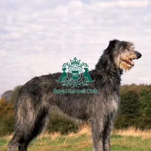 Deerhound Deerhound