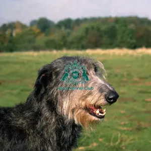 Deerhound Deerhound