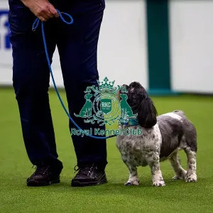 Diane Hodgget and Yum Yum competing in the level 2 obedience competition Diane Hodgget and Yum Yum competing in the level 2 obedience competition