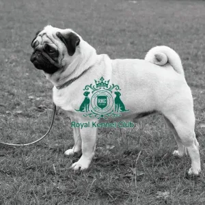 Pug