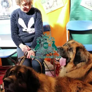 discover dog stands discover dog stands