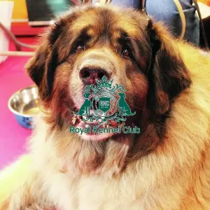 discover dog stands discover dog stands