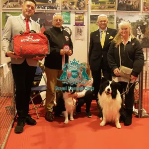 Discover Dogs Stand Winner Border Collies