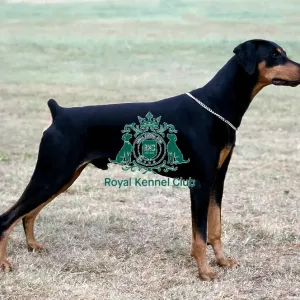 Dobermann Dobermann