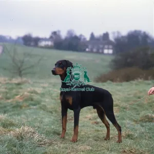 Dobermann