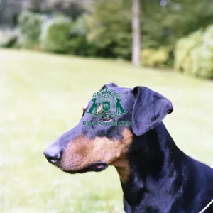 Dobermann