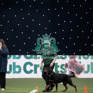 Dog Activities Display Dog Activities Display