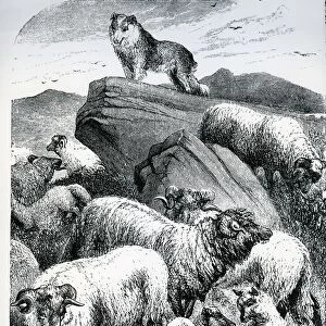 The Dog of the Flock