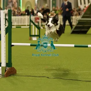Dog Jumping over obstacle on Agility Course Dog Jumping over obstacle on Agility Course