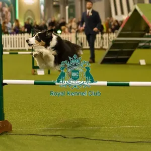 Dog Jumping over obstacle on Agility Course Dog Jumping over obstacle on Agility Course