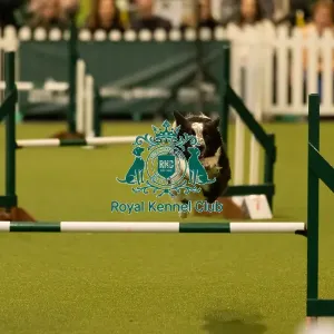 Dog Jumping over obstacle on Agility Course Dog Jumping over obstacle on Agility Course
