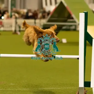 Dog Jumping over obstacle on Agility Course Dog Jumping over obstacle on Agility Course