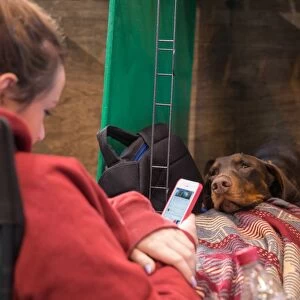 Dog looking at girl on mobile phone