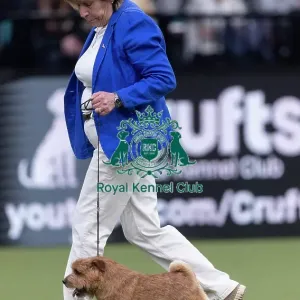 Easy, a Norfolk Terrier, competing in the Junior Warrant Final today (05) Easy, a Norfolk Terrier, competing in the Junior Warrant Final today (05)