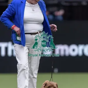 Easy, a Norfolk Terrier, competing in the Junior Warrant Final today (05) Easy, a Norfolk Terrier, competing in the Junior Warrant Final today (05)