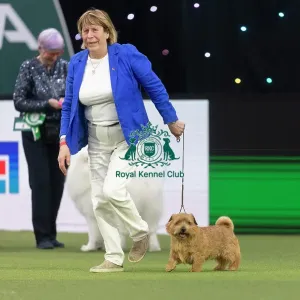 Easy, a Norfolk Terrier, competing in the Junior Warrant Final today (05) Easy, a Norfolk Terrier, competing in the Junior Warrant Final today (05)