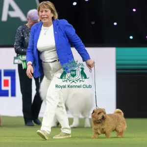 Easy, a Norfolk Terrier, competing in the Junior Warrant Final today (05) Easy, a Norfolk Terrier, competing in the Junior Warrant Final today (05)