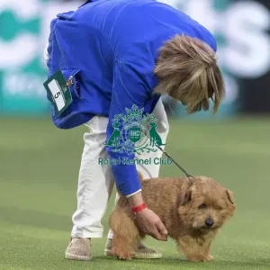 Easy, a Norfolk Terrier, competing in the Junior Warrant Final today (05) Easy, a Norfolk Terrier, competing in the Junior Warrant Final today (05)