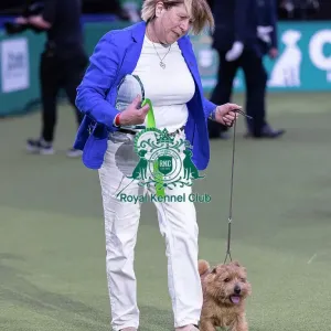 Easy, a Norfolk Terrier, Winner of the Junior Warrant Final today (05) Easy, a Norfolk Terrier, Winner of the Junior Warrant Final today (05)