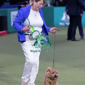 Easy, a Norfolk Terrier, Winner of the Junior Warrant Final today (05) Easy, a Norfolk Terrier, Winner of the Junior Warrant Final today (05)