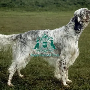 English Setter
