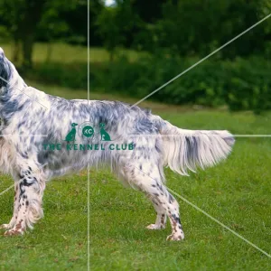 Grey shop setter dog