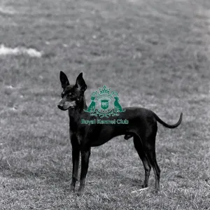 English Toy Terrier
