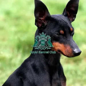 English Toy Terrier-Black and Tan