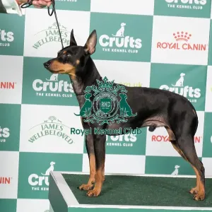 English Toy Terrier (Black and Tan) BOB