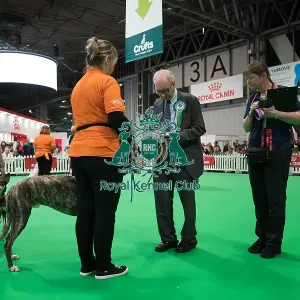 Examiner checking microchip during Good Citizen Bronze Award Display at Crufts on Friday 8th March 2024 Kennel Club Good Citizen ring