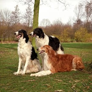 family, group, three, outside, brown, black, white, hound