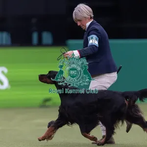 Faux, a Gordon Setter, competing in the Junior Warrant Final today (05) Faux, a Gordon Setter, competing in the Junior Warrant Final today (05)