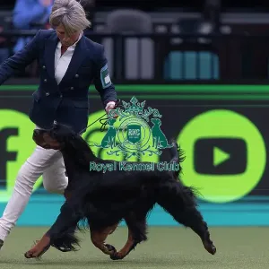 Faux, a Gordon Setter, competing in the Junior Warrant Final today (05) Faux, a Gordon Setter, competing in the Junior Warrant Final today (05)