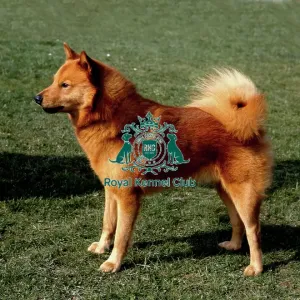 Finnish Spitz Finnish Spitz