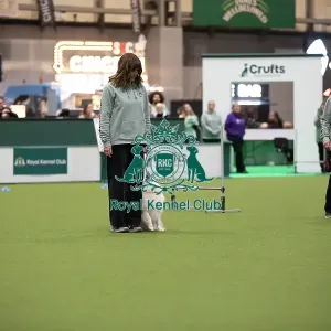 Fiona and Bodhi- FCI Obedience Display
