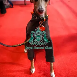 Florence Italian Greyhound at Discover Dogs