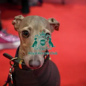 Florence Italian Greyhound at Discover Dogs