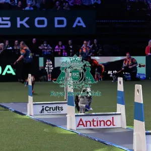 Flyball Final Flyball Final
