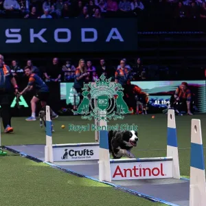 Flyball Final Flyball Final